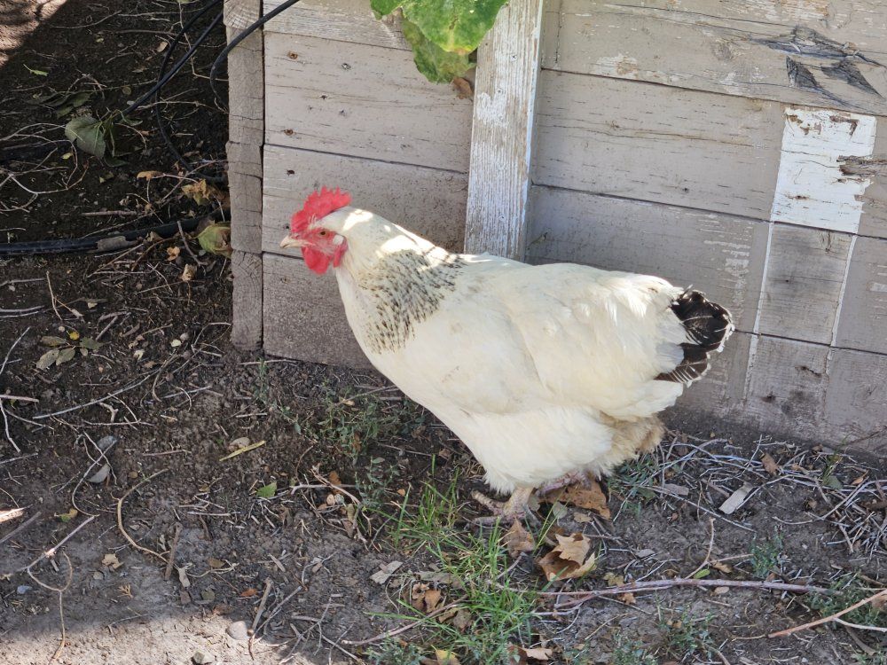 Laying Hens