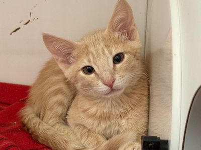 Hello my name is Persian
