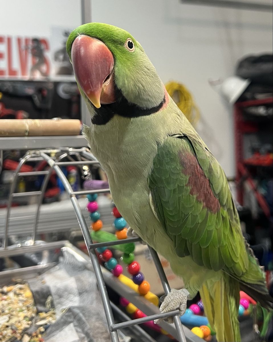Alexandrine  Parakeet