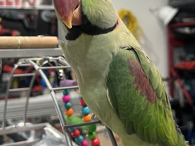 Alexandrine Parakeet