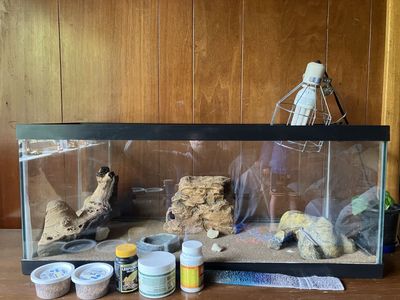 Lizard / Gecko Terrarium and Supplies