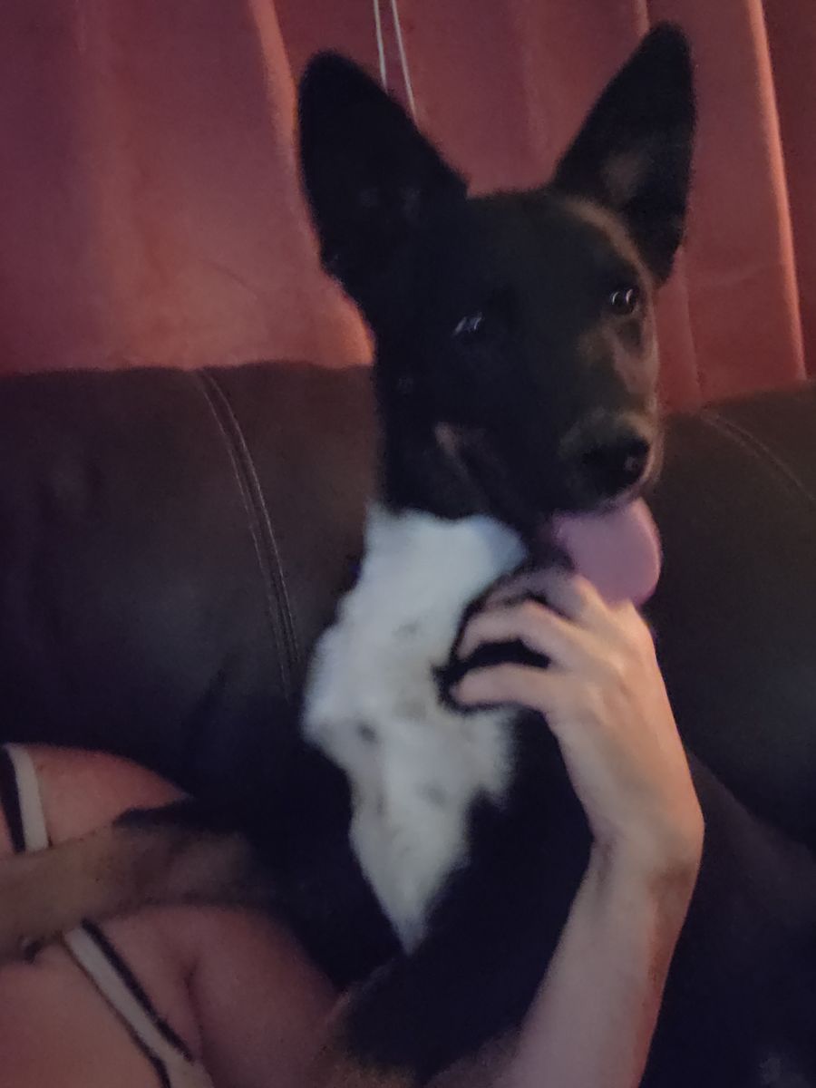 Male Puppy for Sale.