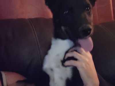 Male Puppy for Sale.