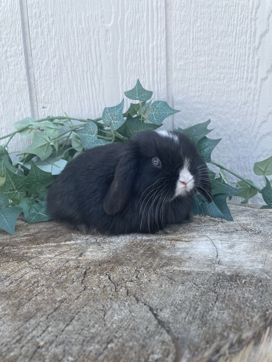 Purebred Pedigreed Holland Lop Buck - Blue Eyed Black VM