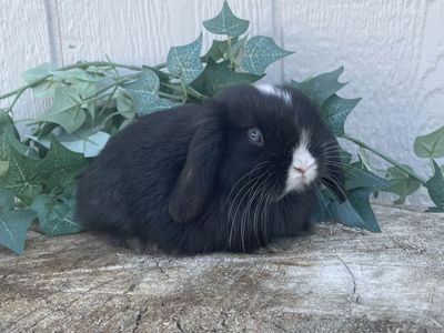 Purebred Pedigreed Holland Lop Buck - Blue Eyed Black VM