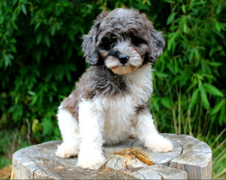 Multigenerational mini goldendoodle puppies rare colors