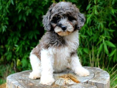 Multigenerational mini goldendoodle puppies rare colors