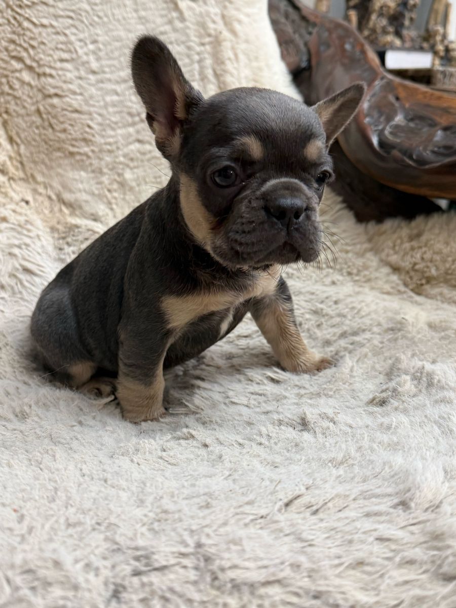 AKC Superior Quality French Bulldogs