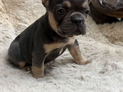 AKC Superior Quality French Bulldogs