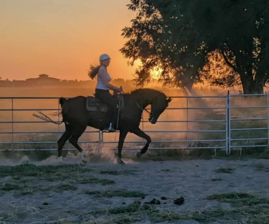 Registered half Arabian half Saddlebred gelding