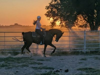 Registered half Arabian half Saddlebred gelding