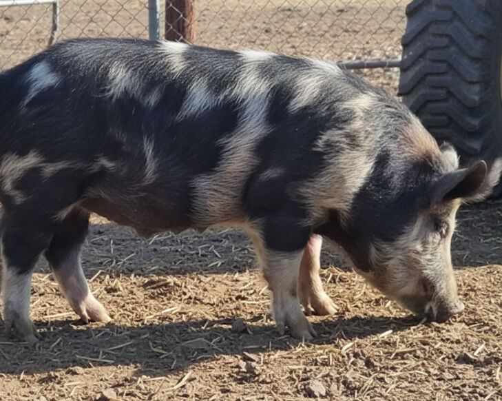Boar Sire Berkshire Mangalitsa Pig For Rent