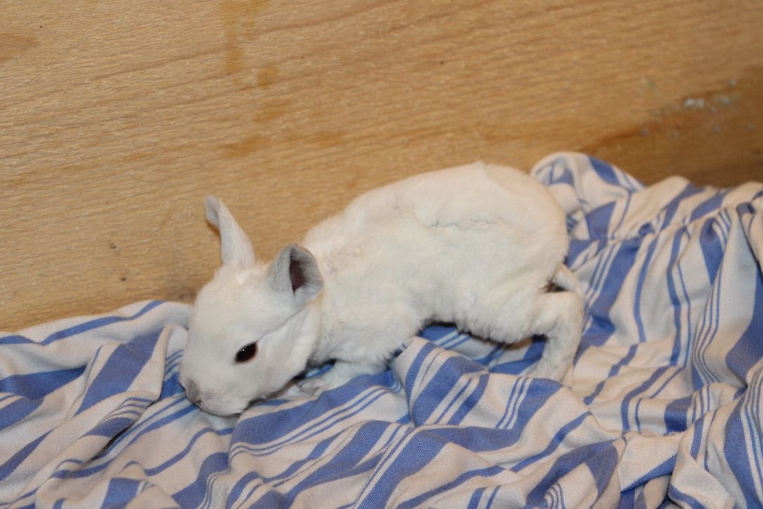 Meet Marshmallow! Reserve Your Easter Bunny