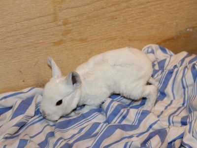 Meet Marshmallow! Reserve Your Easter Bunny