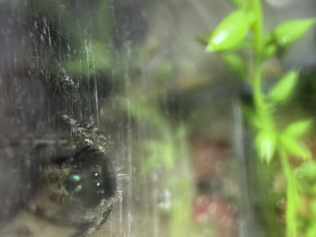 Male Jumping Spider