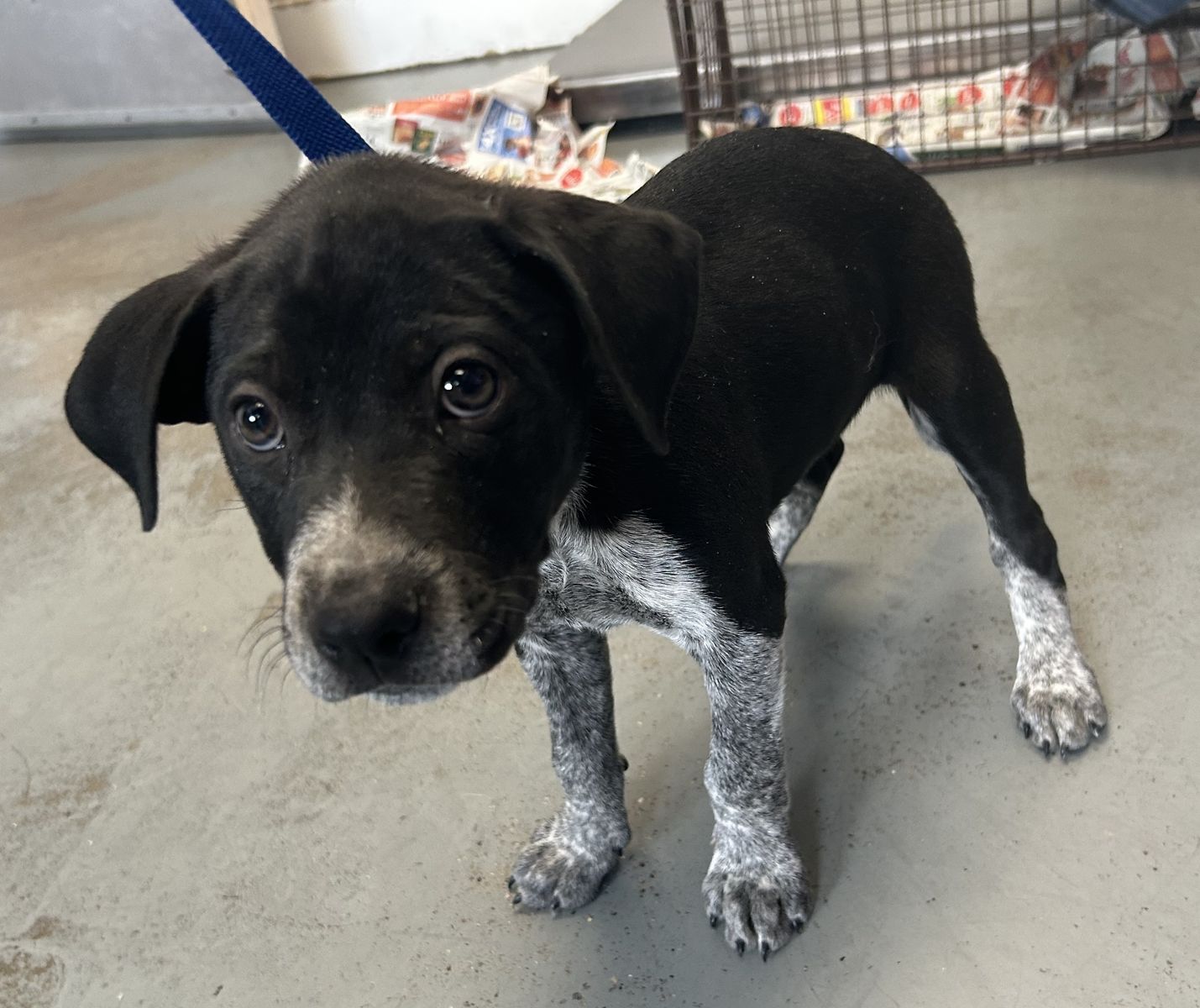 A163230 Howdy is Available for Adoption!