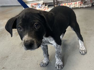 A163230 Howdy is Available for Adoption!