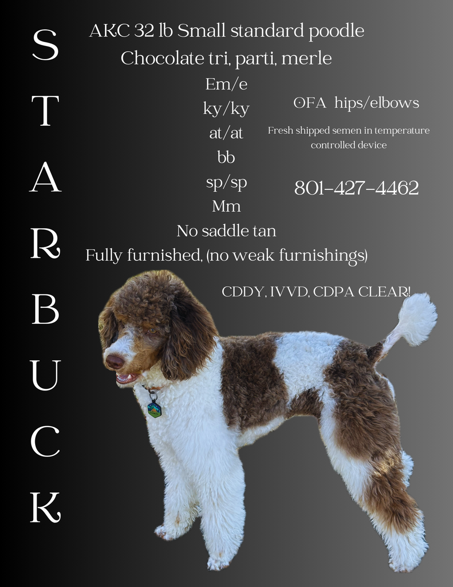 AKC moyen poodle stud, chocolate tri merle parti. Health cleared