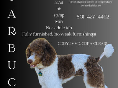 AKC moyen poodle stud, chocolate tri merle parti. Health cleared