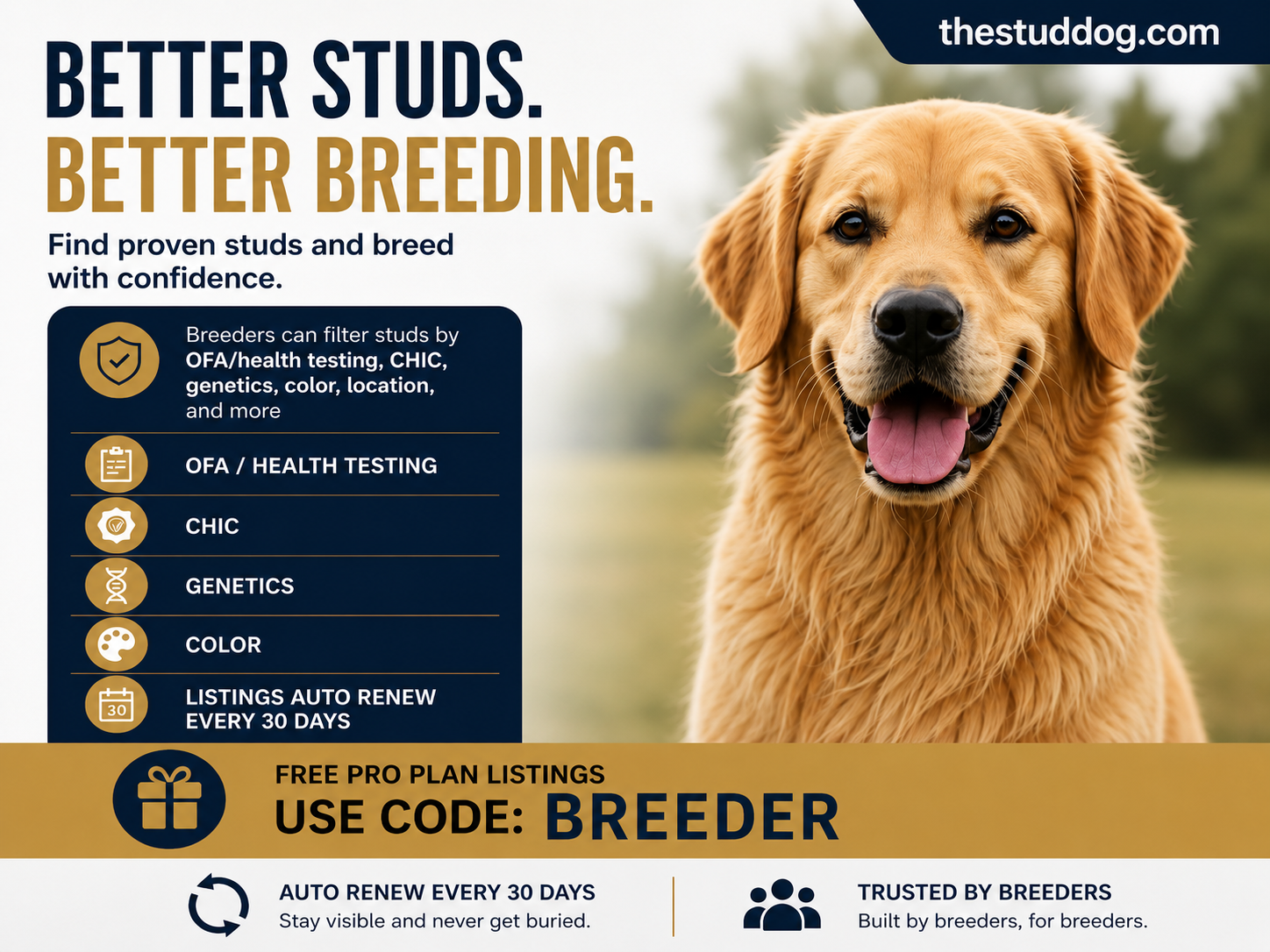 The stud dog Goldendoodle lab Labrador retriever golden retriever doodle Bernedoodle AKC CKC poodle French bulldog Cavalier