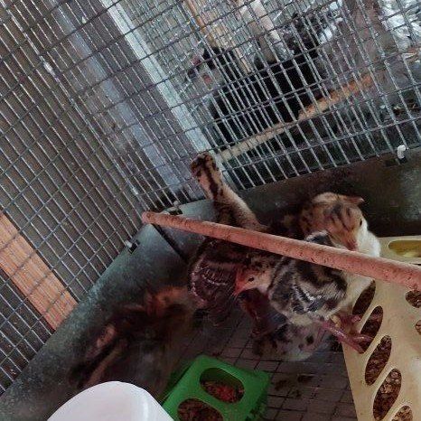 Standard Bronze Turkey poults $20.00 each