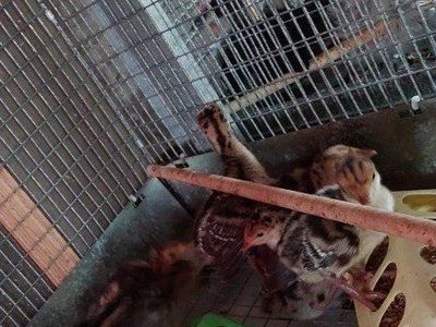 Standard Bronze Turkey poults $20.00 each