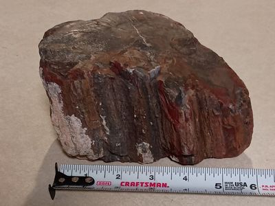 Nice 6 pound piece of petrified wood