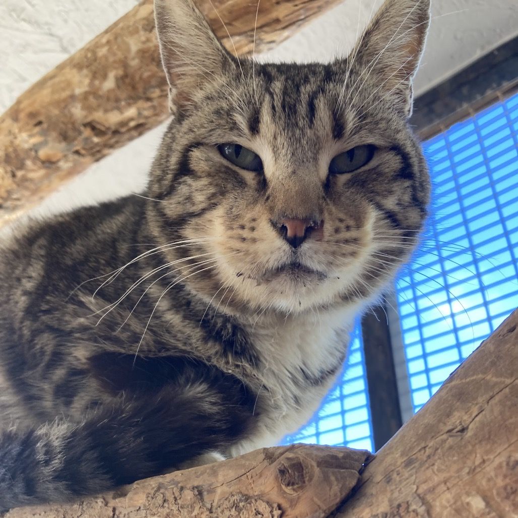 Hello my name is Twiggy