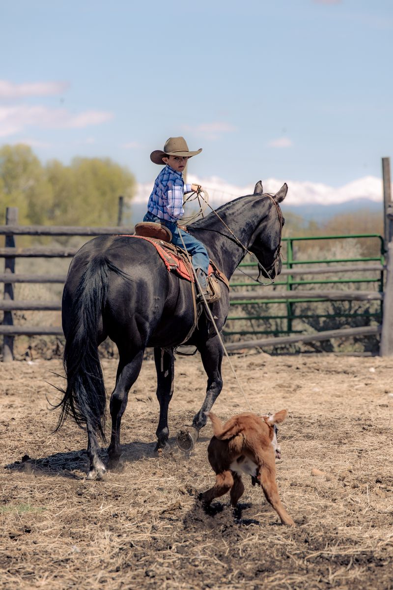 Nightlinger 14 yr old AQHA big black beautiful gelding