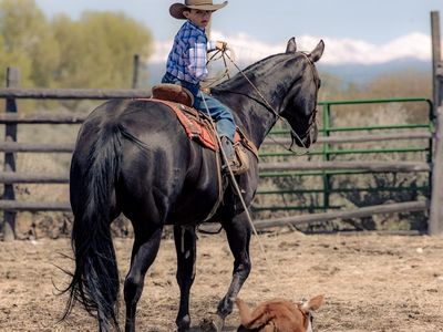 Nightlinger 14 yr old AQHA big black beautiful gelding