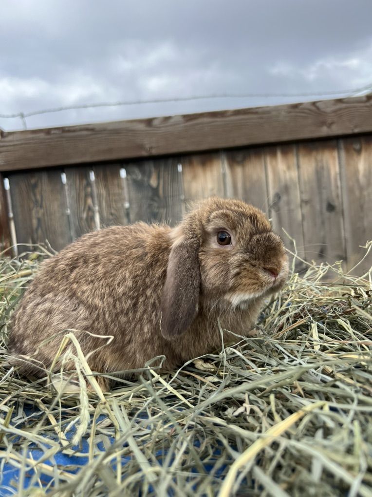 Chocolate Chestnut Holland Lop