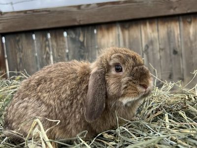 Chocolate Chestnut Holland Lop