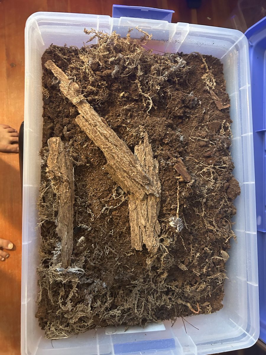 Two developed isopod bins - dairy cow, papaya, canyon