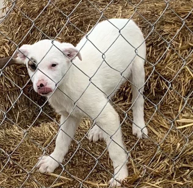 3/4 border collie 1/4 heeler male puppy