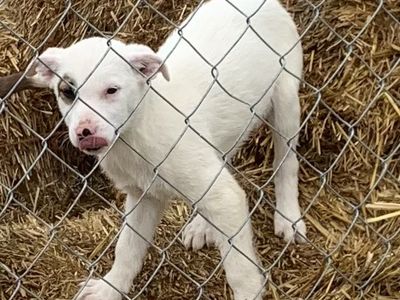 3/4 border collie 1/4 heeler male puppy