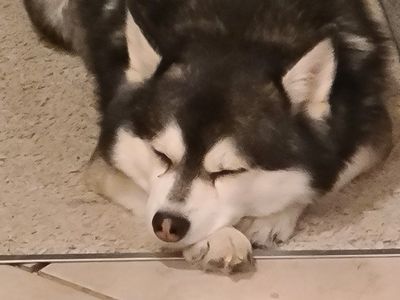 Male Pomklee Pomskee Klee Kai 7 Year Neutered