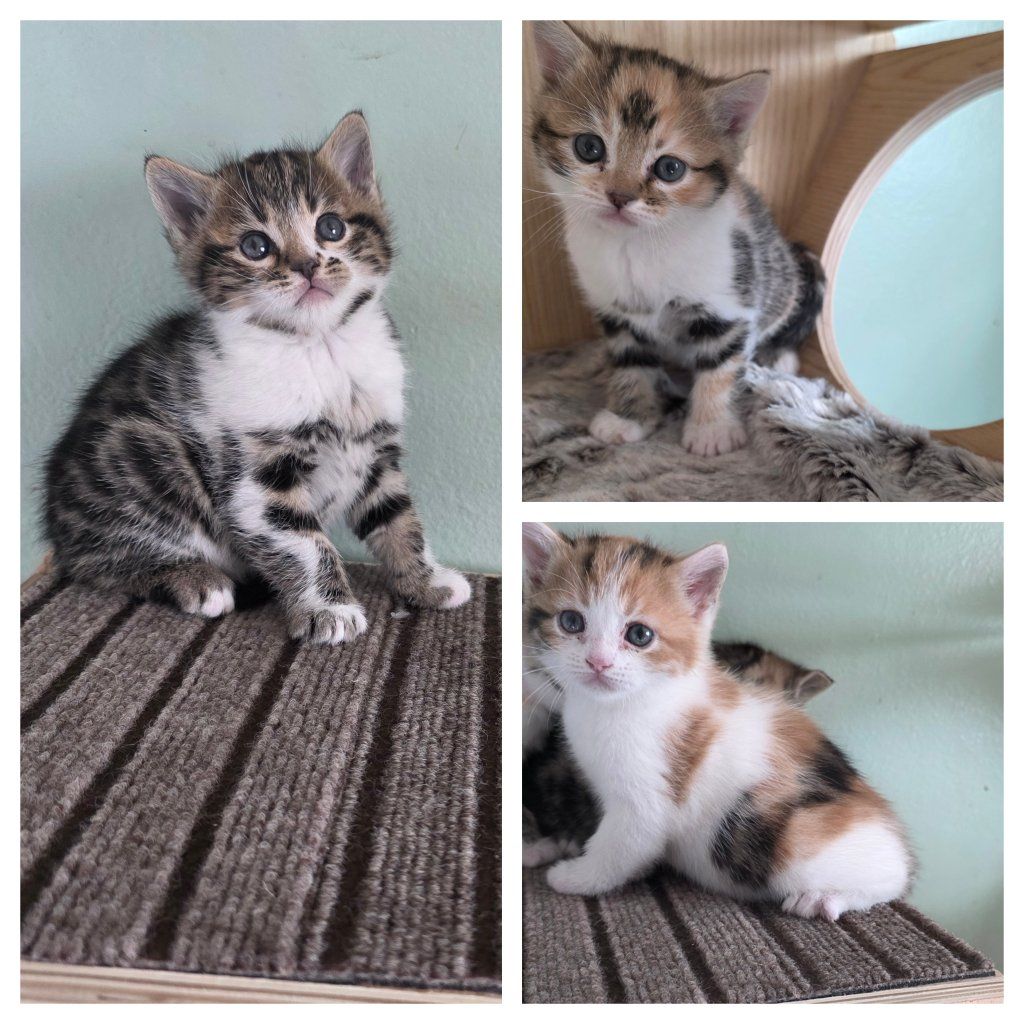 Bengal/Persian kittens!