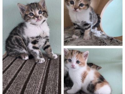 Bengal/Persian kittens!
