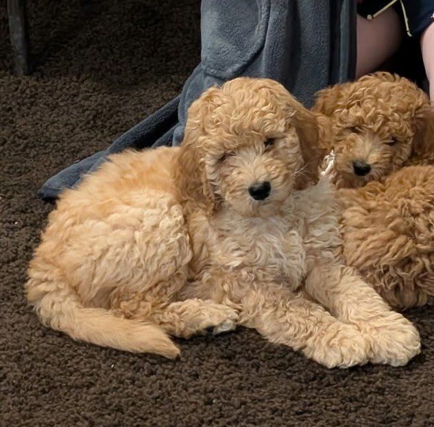 Sweet & Socialized Mini Goldendoodle