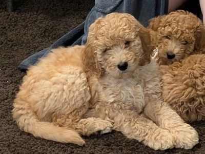 Sweet & Socialized Mini Goldendoodle