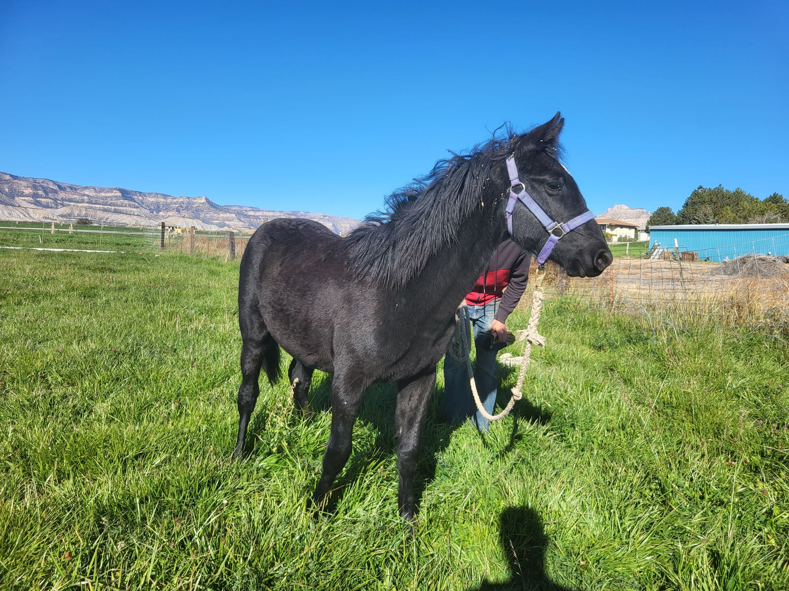 Rocky Mountain filly