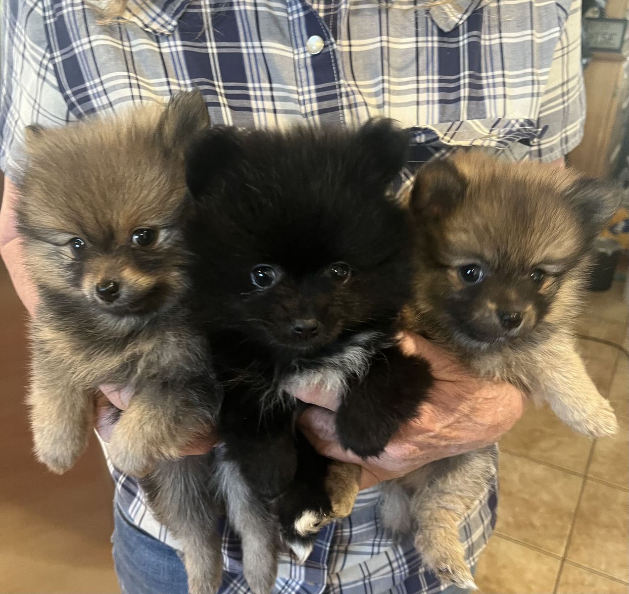 Pomeranian girl puppies