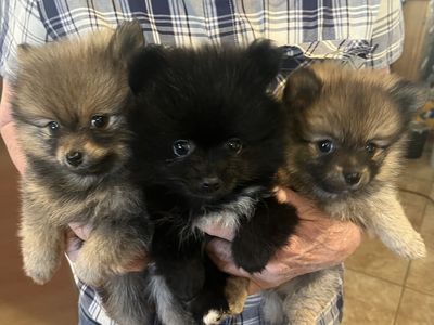 Pomeranian girl puppies