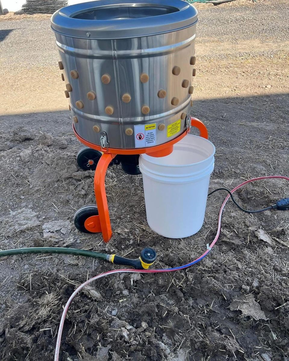 Chicken plucker rental