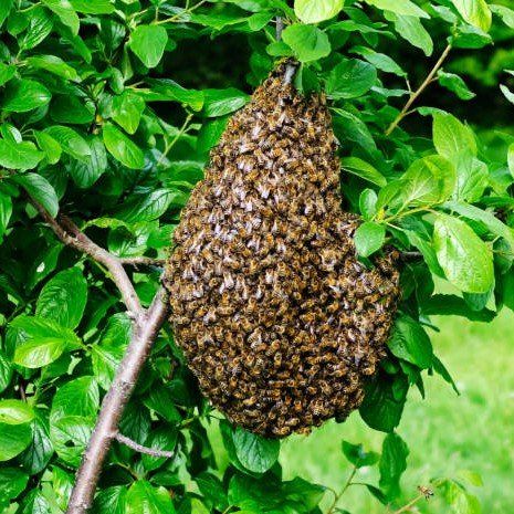 FREE HONEY BEE SWARM REMOVAL – LOCAL BEEKEEPER