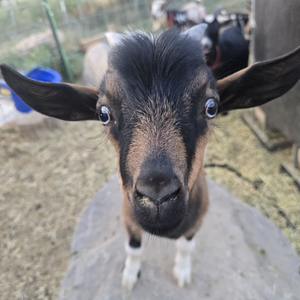 Nigerian Dwarf Goat Kids 
