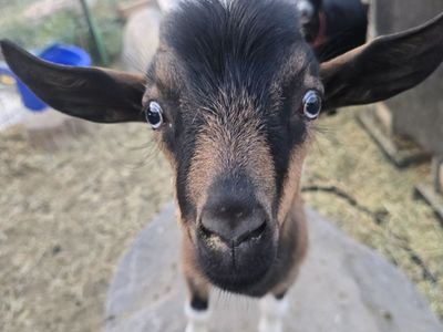 Nigerian Dwarf Goat Kids