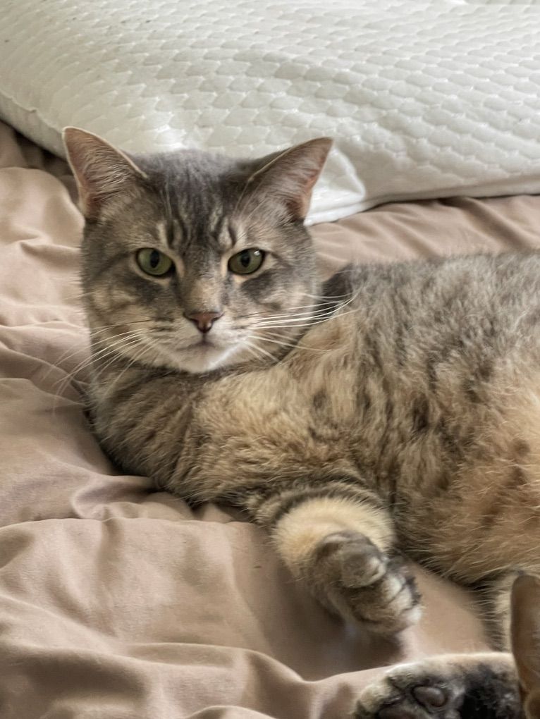 Sweet Tripod Cat Looking for the Right Home