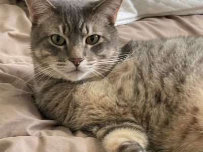 Sweet Tripod Cat Looking for the Right Home
