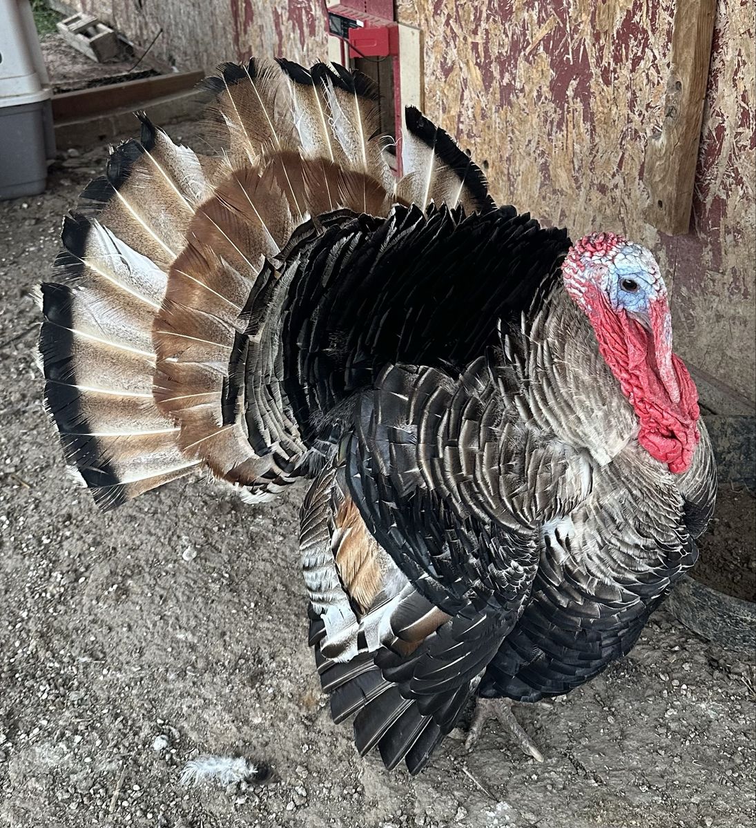 Turkeys